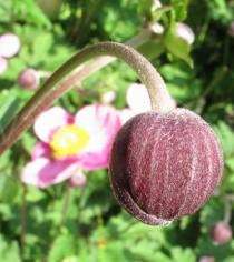 Anemone hupehensis - Flower bud - Click to enlarge!