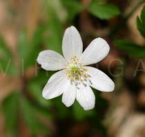 Anemone nemorosa - Flower - Click to enlarge!