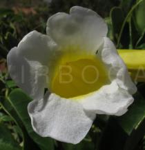 Anemopaegma laeve - Flower - Click to enlarge!