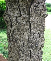 Annona senegalensis - Bark - Click to enlarge!