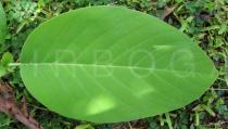 Annona senegalensis - Upper surface of leaf - Click to enlarge!
