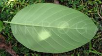 Annona senegalensis - Lower surface of leaf - Click to enlarge!