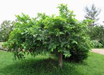 Annona senegalensis - Habit - Click to enlarge!