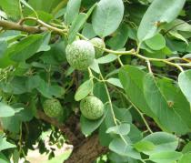 Annona senegalensis - Foliage and fruits - Click to enlarge!