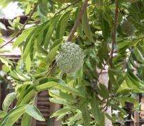 Annona squamosa - Branch with fruit - Click to enlarge!