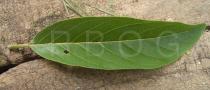 Annona squamosa - Upper surface of leaf - Click to enlarge!