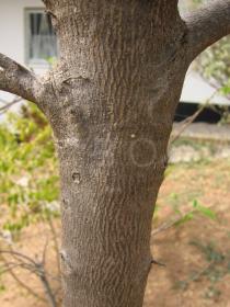 Annona squamosa - Bark - Click to enlarge!