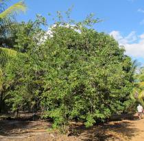 Annona squamosa - Habit - Click to enlarge!