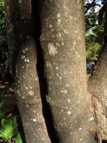 Annona squamosa - Bark - Click to enlarge!