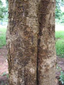 Anogeissus leiocarpus - Bark - Click to enlarge!