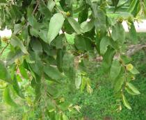 Anogeissus leiocarpus - Foliage - Click to enlarge!