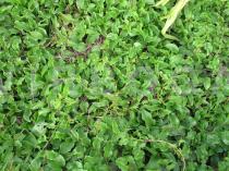 Anredera cordifolia - Habit - Click to enlarge!