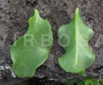 Anredera cordifolia - Upper and lower surface of leaf - Click to enlarge!
