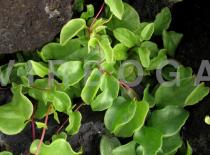 Anredera cordifolia - Foliage - Click to enlarge!