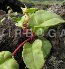 Anredera cordifolia - Counterclockwise twining reddish stem (no tendril) - Click to enlarge!