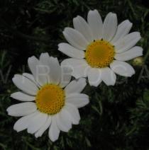 Anthemis arvensis - Flowers - Click to enlarge!