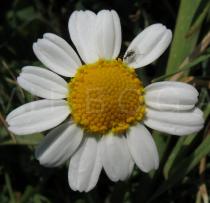 Anthemis maritima - Flower head - Click to enlarge!