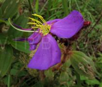 Antherotoma senegambiensis - Flower - Click to enlarge!