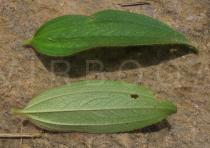 Antherotoma senegambiensis - Upper and lower surface of leaf - Click to enlarge!