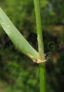 Anthoxanthum odoratum - Leaf base - Click to enlarge!