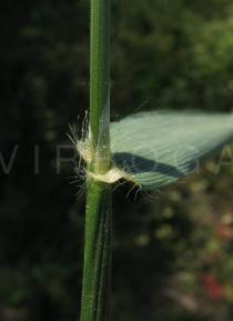 Anthoxanthum odoratum - Leaf base close-up - Click to enlarge!