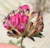 Anthyllis vulneraria - Flower head - Click to enlarge!