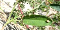 Anthyllis vulneraria - Leaf top side - Click to enlarge!