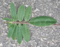 Anthyllis vulneraria - Upper surface of leaf - Click to enlarge!