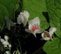 Antigonon leptopus - Flowers - Click to enlarge!