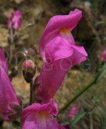 Antirrhinum majus - Flower - Click to enlarge!