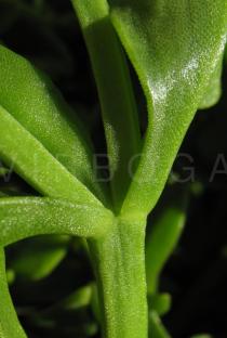 Aptenia cordifolia - Leaf insertion - Click to enlarge!