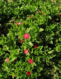 Aptenia cordifolia - Habit - Click to enlarge!