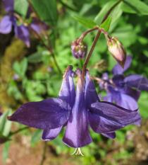 Aquilegia vulgaris - Flower side view - Click to enlarge!