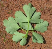 Aquilegia vulgaris - Leaf lower surface - Click to enlarge!