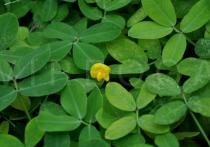 Arachis pintoi - Flower - Click to enlarge!