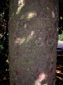 Araucaria araucana - Bark - Click to enlarge!