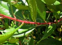 Arbutus unedo - Leaf insertion - Click to enlarge!