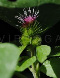 Arctium minus - Flower head - Click to enlarge!