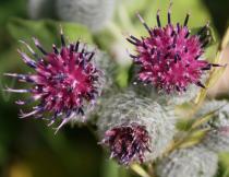Arctium tomentosum - Flower heads - Click to enlarge!