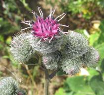 Arctium tomentosum - Flower heads - Click to enlarge!
