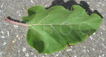 Arctium tomentosum - Upper surface of leaf - Click to enlarge!