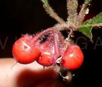 Ardisia villosa - Fruits - Click to enlarge!