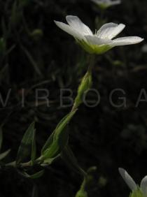 Arenaria montana - Flower side view - Click to enlarge!