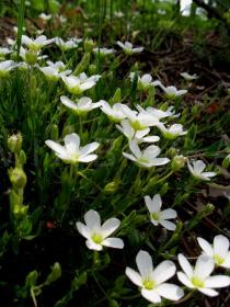 Arenaria montana - Branches with flowers - Click to enlarge!