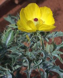 Argemone ochroleuca - Flower - Click to enlarge!