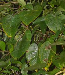 Argyreia capitiformis - Foliage - Click to enlarge!
