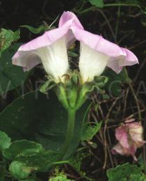 Argyreia mollis - Flowers - Click to enlarge!