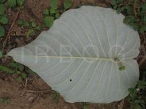 Argyreia nervosa - Leaf lower side - Click to enlarge!