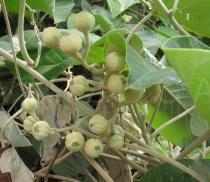 Argyreia nervosa - Unripe fruits - Click to enlarge!