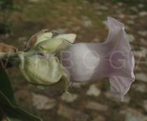 Argyreia nervosa - Flower, side view - Click to enlarge!